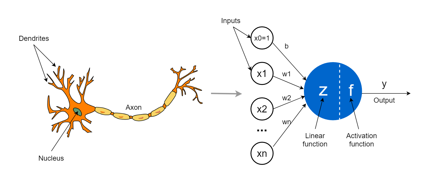 Perceptron_neuron.png